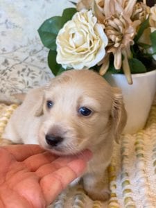 Creme of the Crop Miniature Dachshunds - Teddy 5