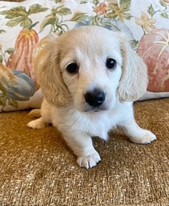 Creme of the Crop Miniature Dachshunds Cream Puppy - Teddy 6
