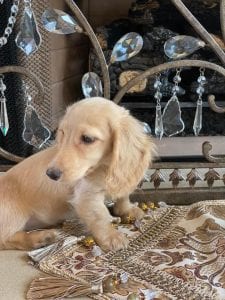 Creme of the Crop Miniature Dachshunds Breeder Female Tenly Mae 5