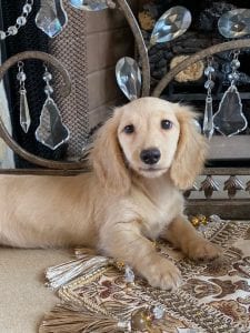 Creme of the Crop Miniature Dachshunds Breeder Female Tenly Mae 2