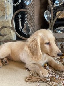 Creme of the Crop Miniature Dachshunds Breeder Female Tenly Mae