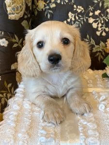Creme of the Crop Miniature Dachshund Puppy - Theo 1