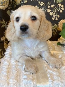 Creme of the Crop Miniature Dachshund Puppy - Theo 2