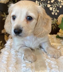Creme of the Crop Miniature Dachshund Puppy - Theo 3