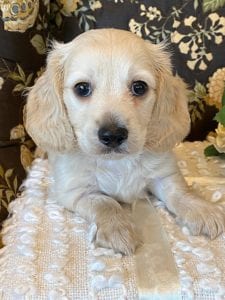 Creme of the Crop Miniature Dachshund Puppy - Theo 4