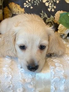 Creme of the Crop Miniature Dachshund Puppy - Theo 5