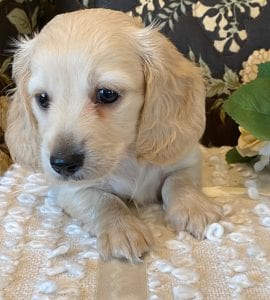 Creme of the Crop Miniature Dachshund Puppy - Theo 6