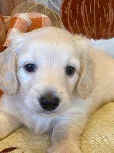 Creme of the Crop Miniature Dachshunds Cream Puppy - Thor 1