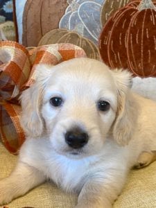 Creme of the Crop Miniature Dachshunds Cream Puppy - Thor 2