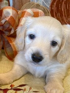 Creme of the Crop Miniature Dachshunds Cream Puppy - Thor 3