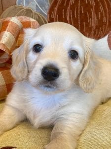 Creme of the Crop Miniature Dachshunds Cream Puppy - Thor 4