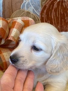 Creme of the Crop Miniature Dachshunds Cream Puppy - Thor 5