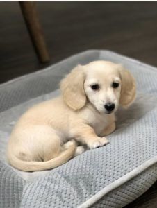 Crème of the Crop English Cream Miniature Dachshunds Puppy