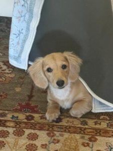 Creme of the Crop Miniature Cream Dachshunds - Waffles