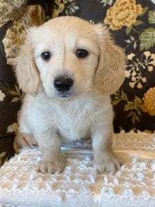 Creme of the Crop Miniature Dachshund Puppy - Walter 2