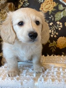 Creme of the Crop Miniature Dachshund Puppy - Walter 4