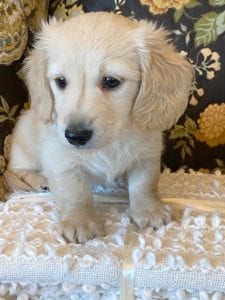 Creme of the Crop Miniature Dachshund Puppy - Walter 5