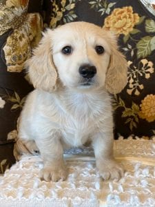 Creme of the Crop Miniature Dachshund Puppy - Walter 6
