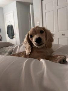 Creme of the Crop Miniature Dachshunds Puppy Whiskey