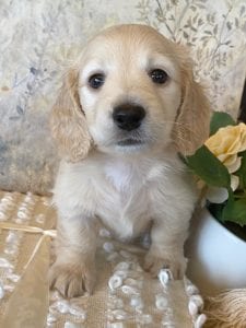 Creme of the Crop Miniature Dachshund Puppy - Zoey 1