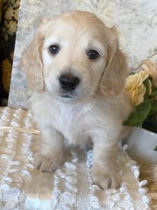 Creme of the Crop Miniature Dachshund Puppy - Zoey 2