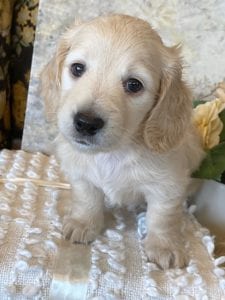 Creme of the Crop Miniature Dachshund Puppy - Zoey 3