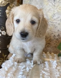 Creme of the Crop Miniature Dachshund Puppy - Zoey 4