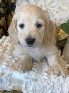 Creme of the Crop Miniature Dachshund Puppy - Zoey 5