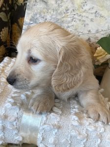 Creme of the Crop Miniature Dachshund Puppy - Zoey 6