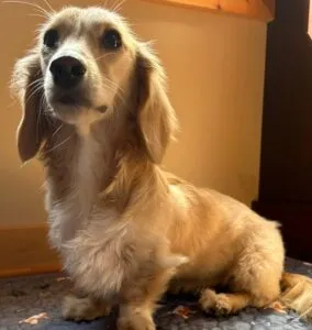 Monet - Longhair Cream Miniature Dachshund For Sale 10