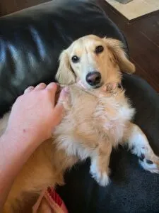 Monet - Longhair Cream Miniature Dachshund For Sale 11