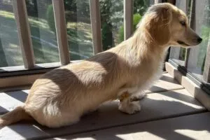 Monet - Longhair Cream Miniature Dachshund For Sale 4