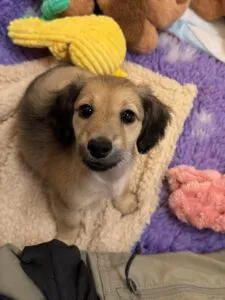 Creme of the Crop Miniature Dachshunds - Gypsy