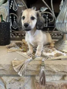 Creme of the Crop Miniature Dachshunds - Gypsy 2