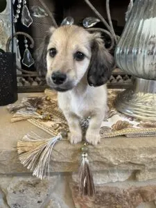 Creme of the Crop Miniature Dachshunds - Gypsy 3