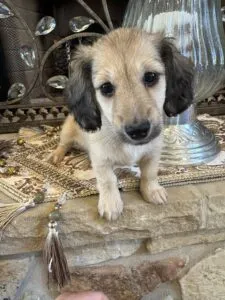 Creme of the Crop Miniature Dachshunds - Gypsy 4