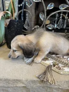 Creme of the Crop Miniature Dachshunds - Gypsy 5