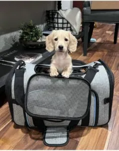 Creme of the Crop Miniature Dachshund Puppy Testimonial Ellie & Lacy