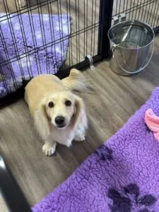 Creme of the Crop Miniature Dachshunds - Available Dog For Sale Re-Homing - Lila