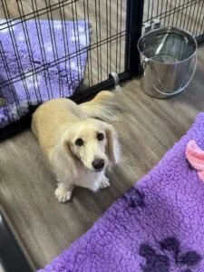 Creme of the Crop Miniature Dachshunds - Available Dog For Sale Re-Homing - Lila 4