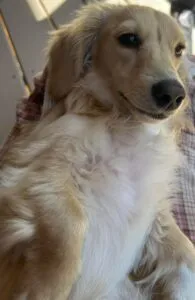 Monet - Longhair Cream Miniature Dachshund For Sale 7