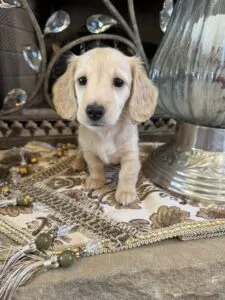 Creme of the Crop Miniature Dachshunds - Shatzie 1