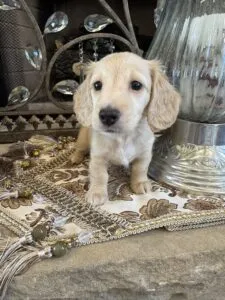 Creme of the Crop Miniature Dachshunds - Shatzie 2