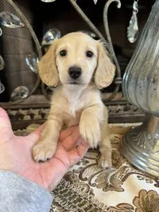 Creme of the Crop Miniature Dachshunds - Shatzie 3