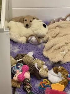 Creme of the Crop Miniature Dachshunds - Shatzie 5