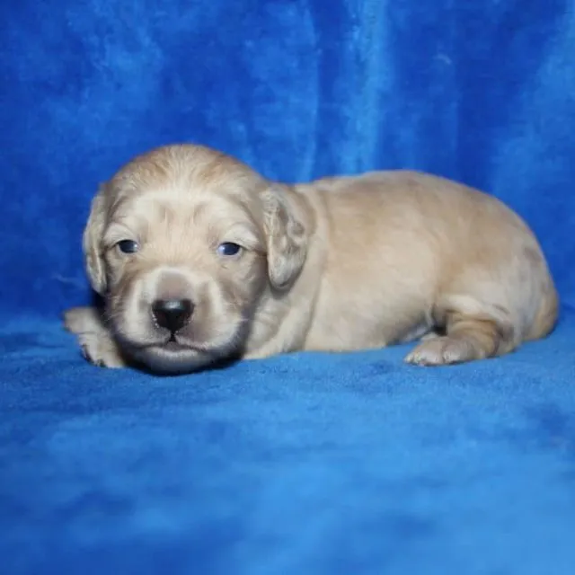 274545157_413628213899942_8959554925024023097_n Bunny and Casper’s gorgeous ee English Cream boy 6