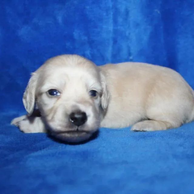 274565546_413629930566437_8185599522528117249_n Bunny and Casper’s gorgeous ee Platinum Blonde English Cream boy 12