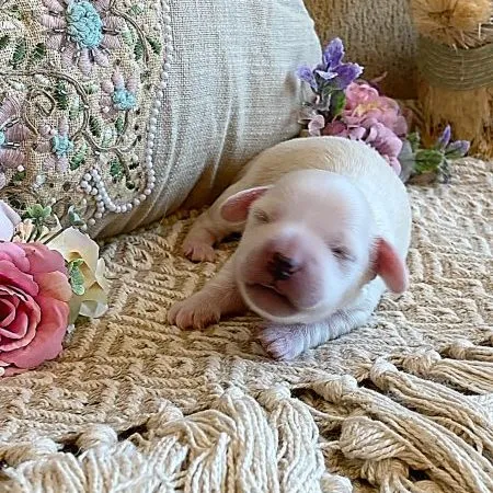 277465184_435955191667244_2521490893298904927_n Creme of the Crop Miniature Dachshund Breeder - Male Puppy Stetson 7