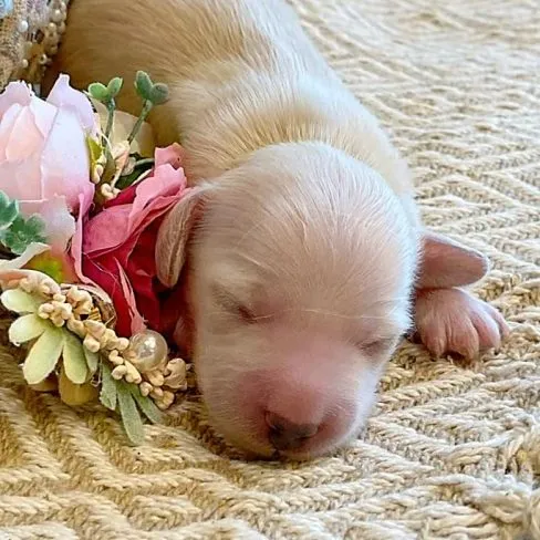 277764683_435854281677335_2838955243764911262_n Creme of the Crop Miniature Dachshund Breeder - Sundae's Princess 7