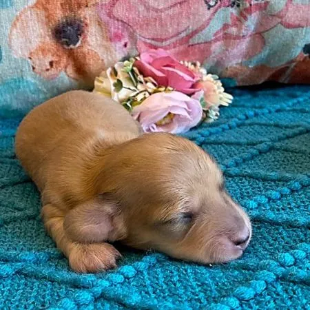 291884528_496384452290984_1788672566525111558_n Creme of the Crop Miniature Dachshund Puppy - Platinum Blonde English Cream Female Stella Rose 9